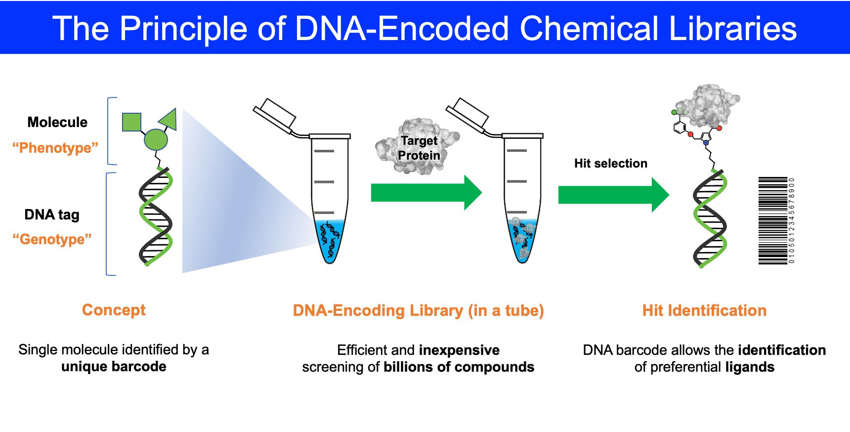 dna-encodedCL